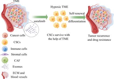 The current status of tumor microenvironment and cancer stem cells in sorafenib resistance of hepatocellular carcinoma